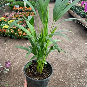 6 inch pot-  Arica Palm indoor or outdoor -low maintenance-pet friendly
