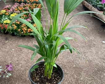 6 inch pot-  Arica Palm indoor or outdoor -low maintenance-pet friendly