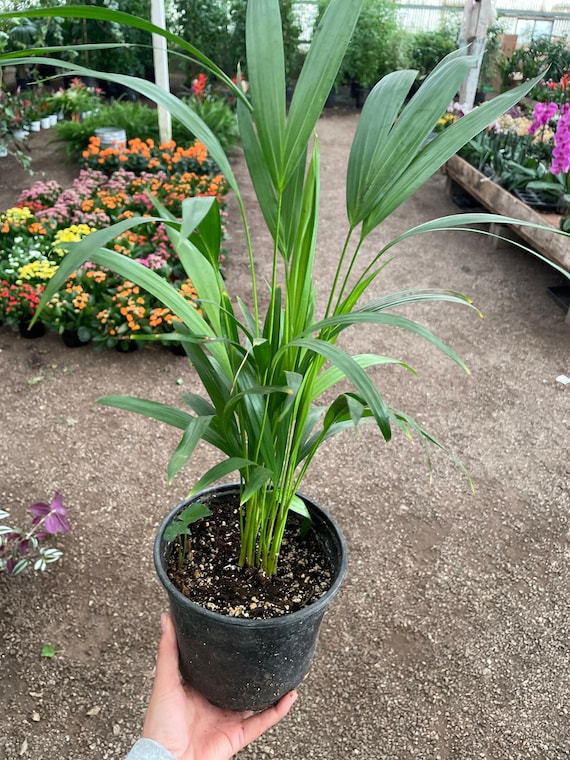 6 Inch Pot- Arica Palm Indoor or Outdoor -low Maintenance-pet Friendly -  Etsy