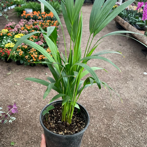 6 inch pot-  Arica Palm indoor or outdoor -low maintenance-pet friendly