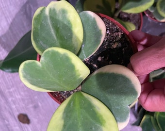 Large 4 inch potted- 4-5 leafs -hoya variegated Kerrii hearts-Similar to photo not exact -growers choice-Albomarginata