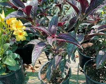 XL- live potted purple Persian shield in 1 gallon pot