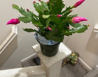 4 inch  potted-Schlumbergera truncata -Holiday  Cactus - pink flowers-growers choice