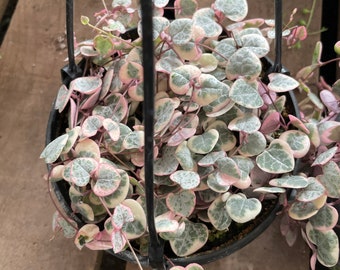 Large Trailing and full  -6 inch potted live plant-variegated string of hearts-similar to photo not exact