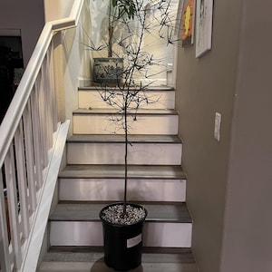 XXL -3 ft   tall  Queensland Bottle Tree Brachychiton rupestris- similar to photo not exact