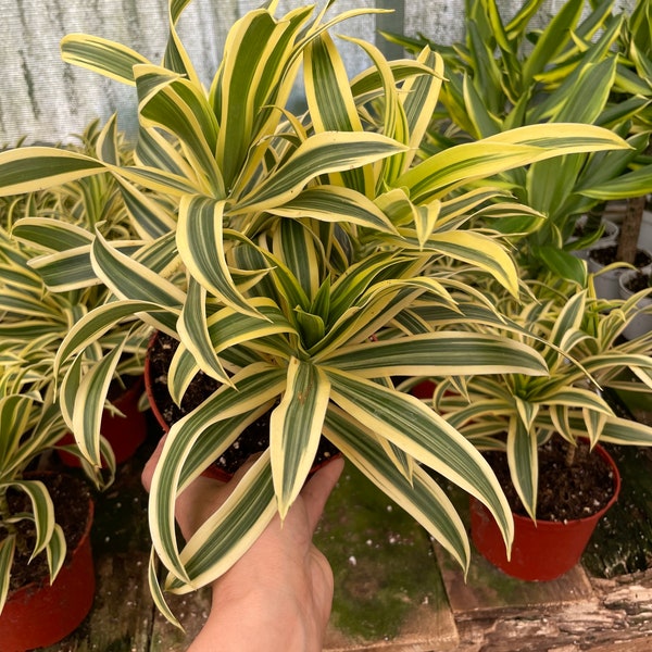 6 inch potted -Song of India- variegated Dracaena