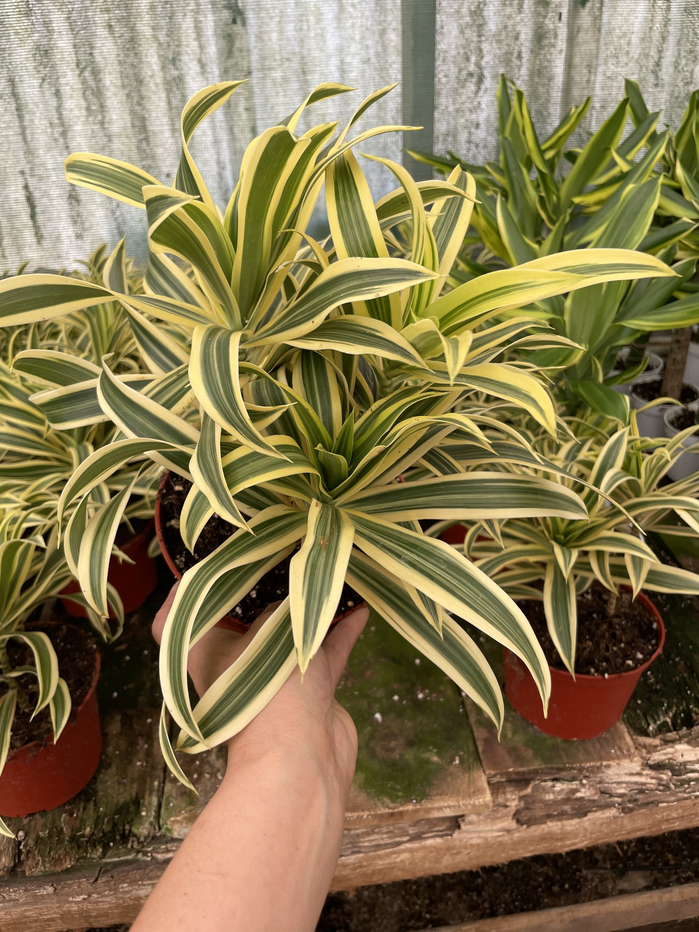 6 Inch Potted -song of India- Variegated Dracaena - Etsy