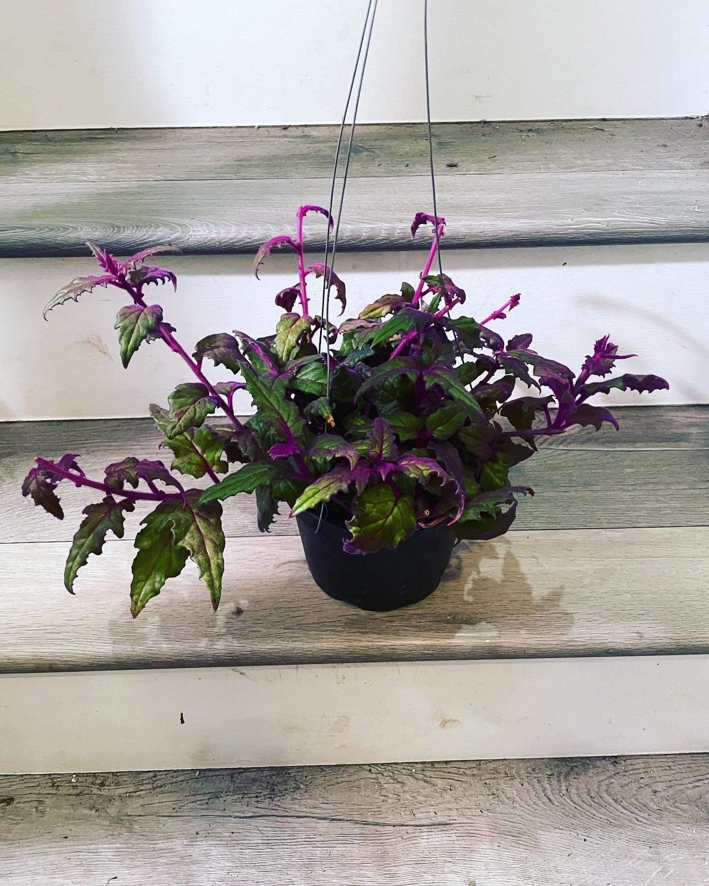 XL -Rare Purple Passion Live Plant -Purple Velvet Plant -Gynura Aurantiaca -Air Purifying Plant -Pet Safe -limited quantities