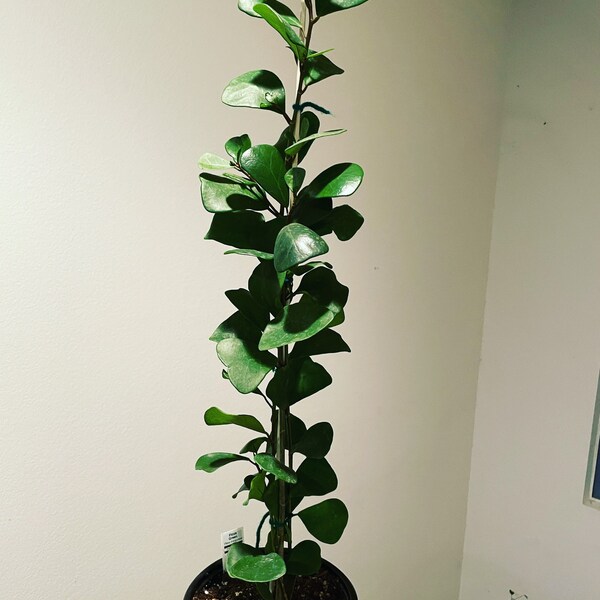 1 ft tall Ficus Triangularis in 6 in pot-similar to picture not exact- plant sizes are seasonal and vary weekly.