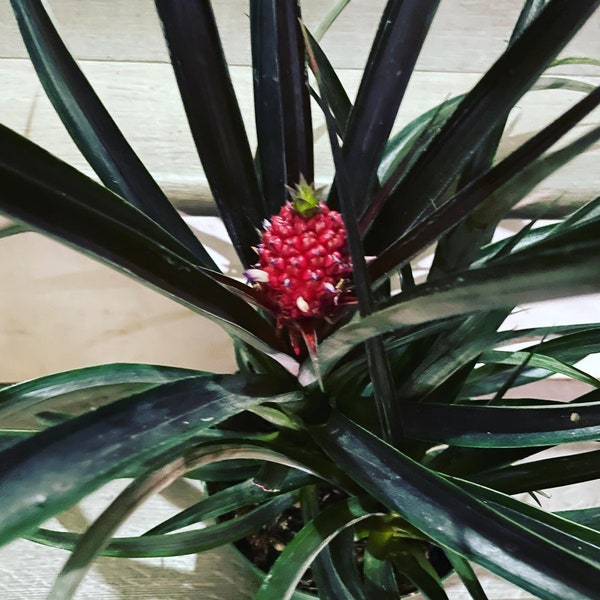 1ft tall mini bonsai pineapple, loves sunlight -indoors or outdoors-Pet Friendly- not exact plant - similar to photo not exact