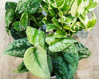 Pothos Starter Kit Bundle -3 4 inch potted Live pothos plants in growers pot -N Joy, Exoctica -pictas -great gift idea