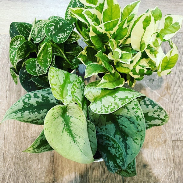 Lots de kits de démarrage Pothos -3,5,7 4 pouces en pot de plantes pothos vivantes dans un pot de culture - N Joy, Exoctica - pictas - excellente idée cadeau - le choix du cultivateur
