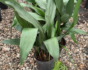 3 ft  -extra large - green cast iron plant -difficult to kill-easy for indoors or outdoors