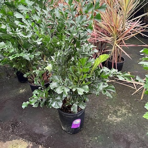 May include: A potted green plant with large, dark green leaves. The plant is in a black plastic pot with a purple label.