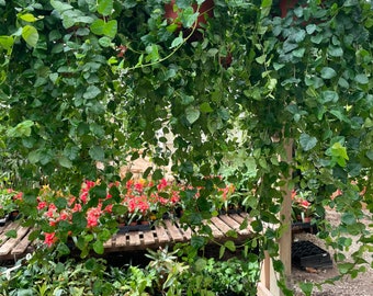 Large trailing 1ft to 2ft  trails- -6 inch potted green  ficus pumila - terrarium - bathroom -low light -creeping fig Ivy