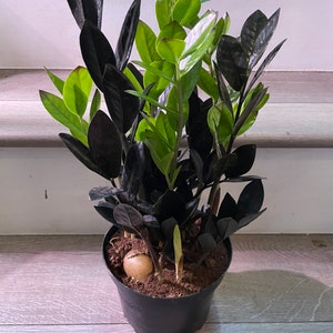 Multiple options -zz -black Zamioculcas-super nova - succulent easy care