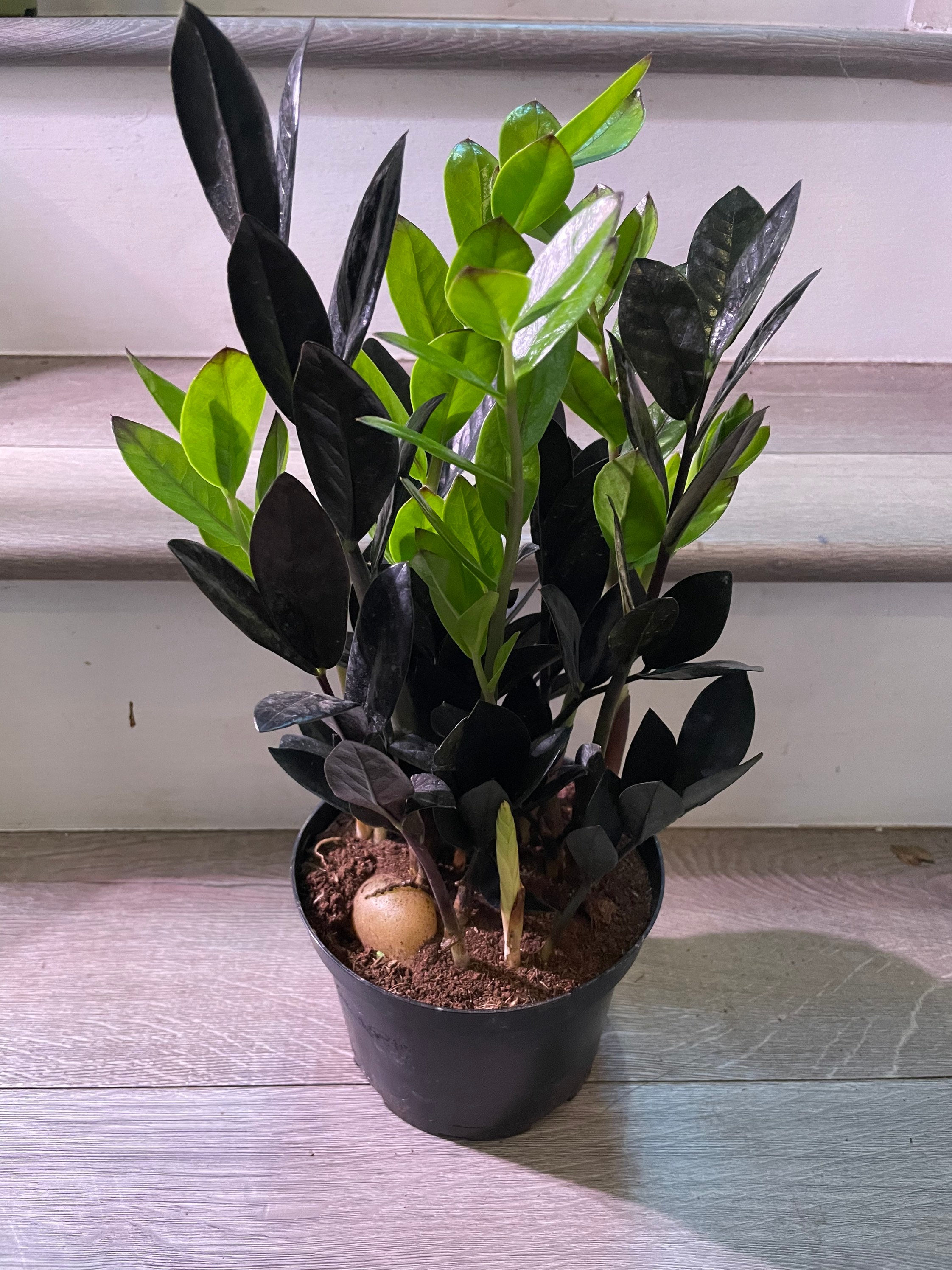 Multiple Options -zz -black Zamioculcas-super Nova - Succulent Easy Care -  Etsy Denmark