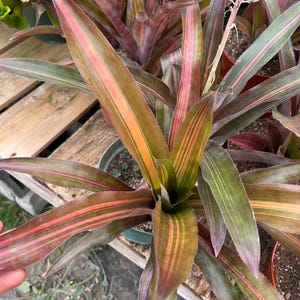 XL 8 inch pot-Collectors Bromeliad- similar to photo-Red Variegation wigb yellow green stripes -ships without blooms