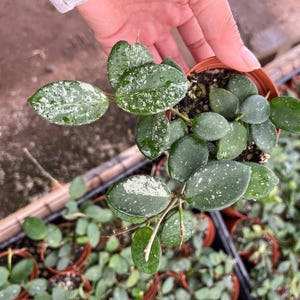 hoya Matilde splash variegation -3 inch pot -well rooted with new growth- splash varies - similar not exact