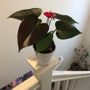4 in potted live plant - Collectors Red flower black leaves Anthurium- easy care, air purifier