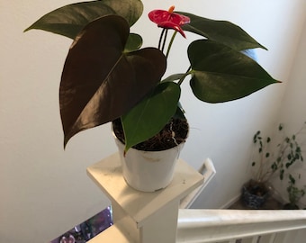 4 in potted live plant - Collectors Red flower black leaves Anthurium- easy care, air purifier