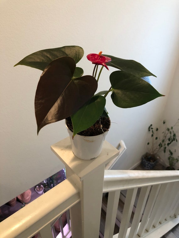 4 in Potted Live Plant - Collectors Red Flower Black Leaves Anthurium- Easy  Care, Air Purifier - Etsy