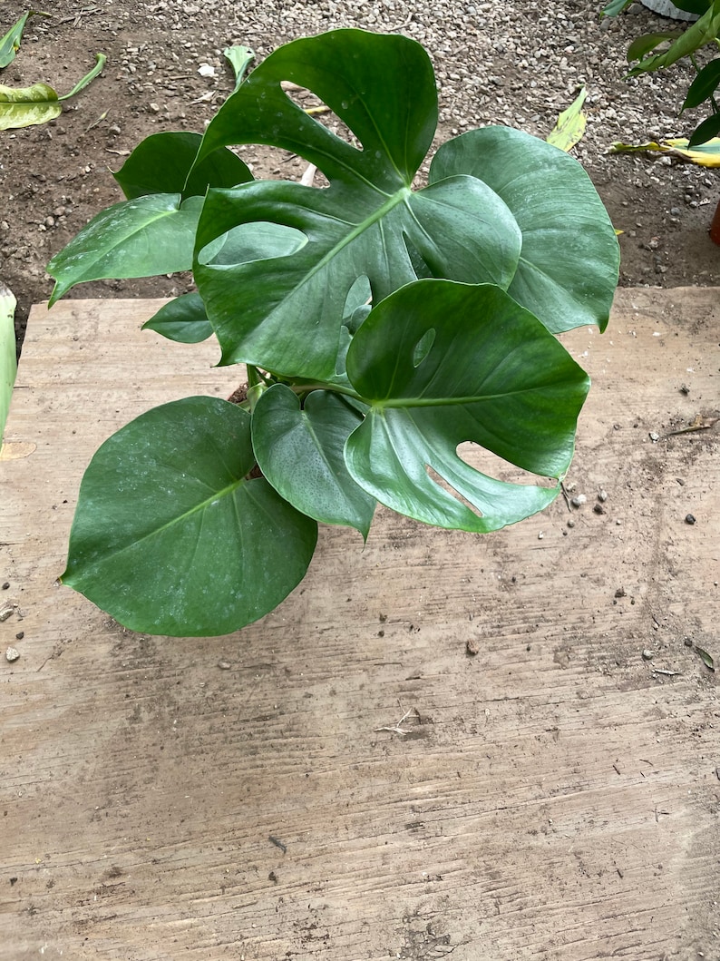 6 Inch Pot -giant Monstera Deliciosa -can Fruit When Mature and is ...