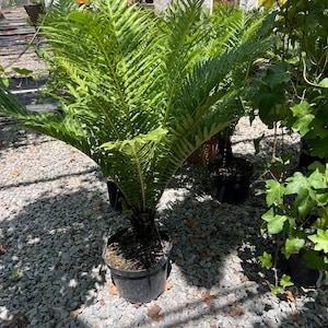 XXL-8 inch pot-dwarf  Tree fern with trunk-low light- new release -similar to photo-Blechnum gibbum 'Silver Lady')