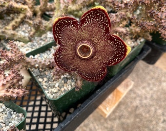 Multiple size options -Carrion Plant - Stapelia gigantea - Large and sticky flowers ! Easy care- photo pending