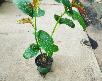 2ft  tall in 6 inch potted live plant -Cane Begonia-green with white spots similar to picture