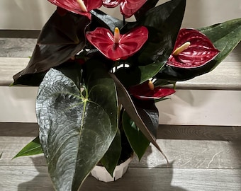 Large 1.5 ft to 2ft tall -6 inch pot - dark red ,black leaves Anthurium easy care, air purifier-large leaves , large blooms