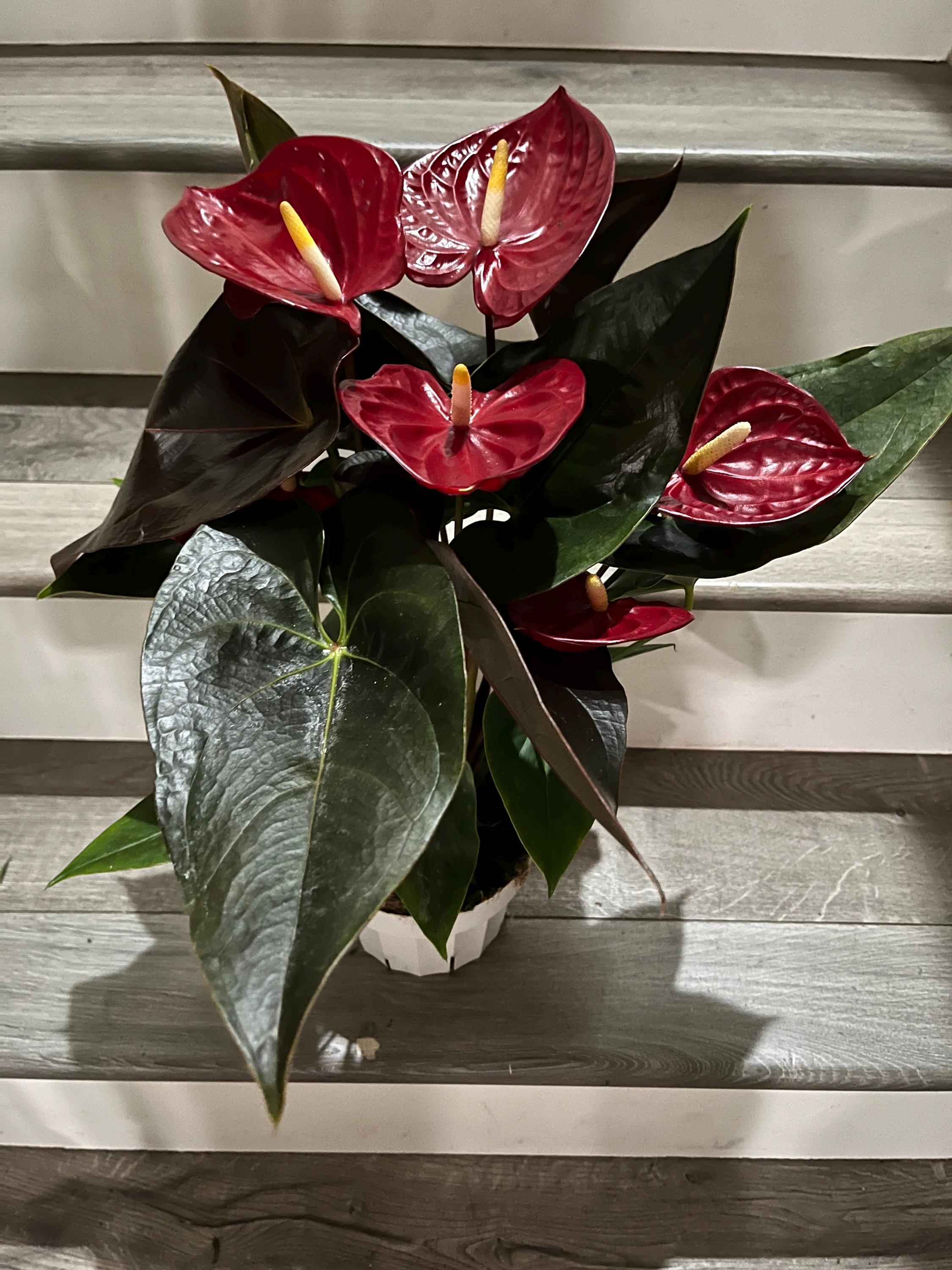anthurium antingo Anthurium (Flamingo Flower) | Colourful Tropical Houseplant main image 0