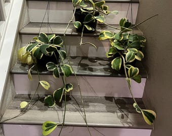 XXL-8 inch pot  inner variegated hoya Kerrii -3 exact plants for sale . Very nature blooming  size -Plant a and b still  available