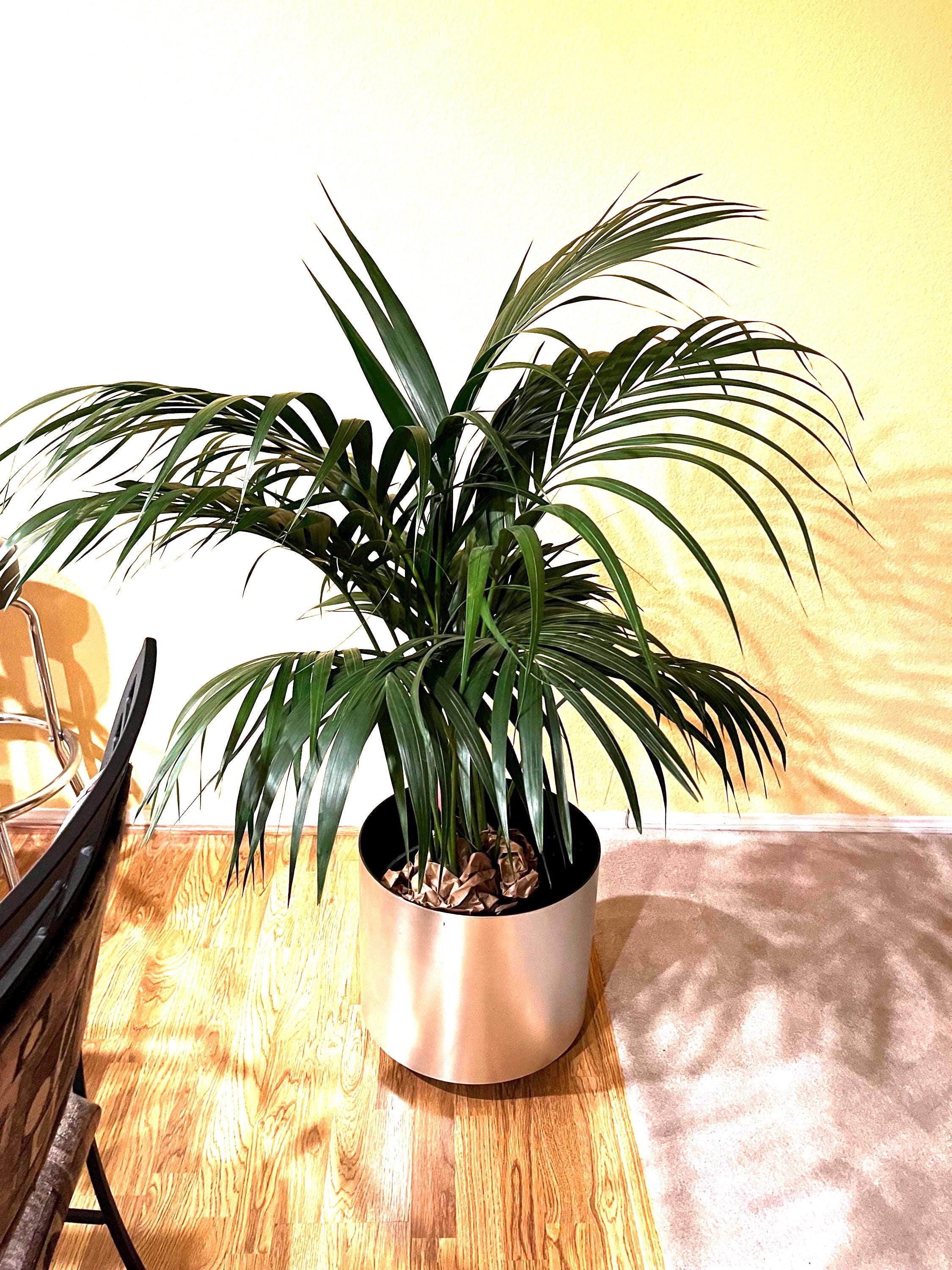 4-5 Ft Tall -kentia Palm -indoor or Outdoor -low Maintenance Easy  Care-similar to Photo Not Exact Plant - Etsy, image size:2250x3000