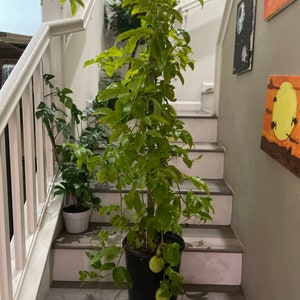 3-5ft Fruiting size-Passion-Fruit-Frederic-large fruit-grown with mature cuttings. Purple blooms-size varies-see add photos-read description