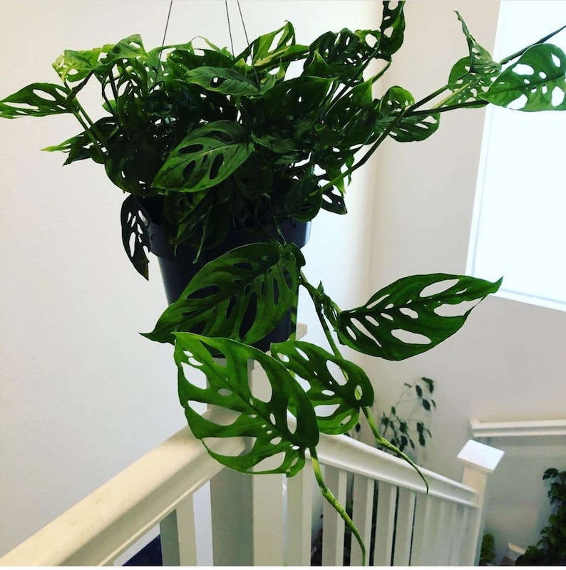 XL 6 Inch Pot -1-2ft Trailing-monstera Adansonii-swiss Cheese-depends ...
