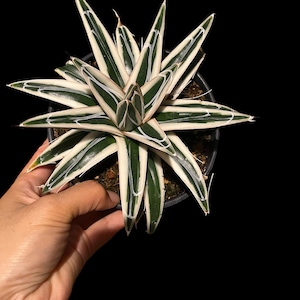 4-5 inches   wide  white rhino agave -similar to photo not exact