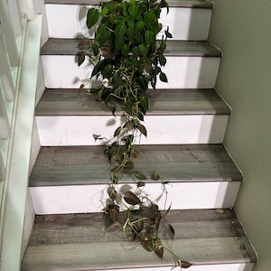 May include: A green leafy plant with long vines hanging down a set of wooden stairs with white risers.