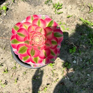 4 inch pot -Aeonium Pink witch rooted 1 head - ships with pot-starter plant 3 inches wide image 4