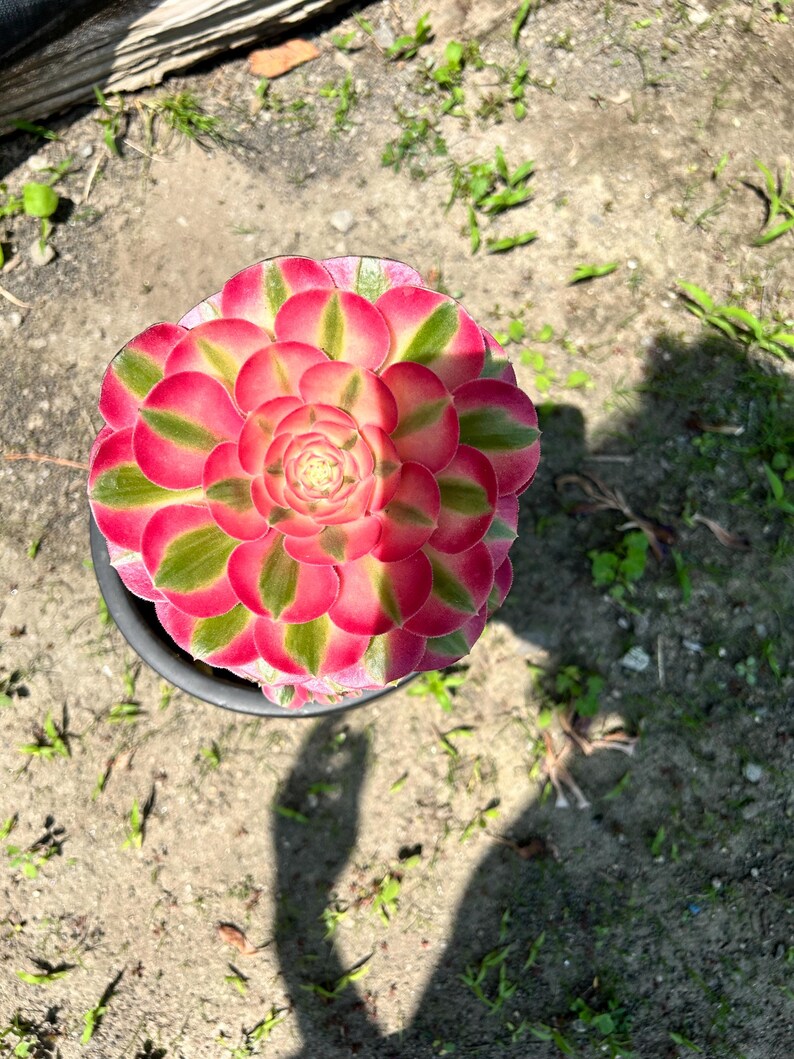 4 inch pot -Aeonium Pink witch rooted 1 head - ships with pot-starter plant 3 inches wide image 4