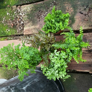 Multiple option-2 inch potted -terrarium, fairy tail garden ferns-easy care , low light , air purifier-growers choice based on availability.