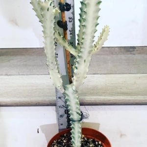 Euphorbia Lactea - Cactus fantasma - Se envía con maceta de cultivador - No es la misma planta