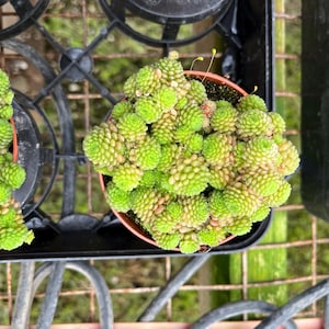 Monanthes molyphylla -succulent -similar not exact - great for fairy garden