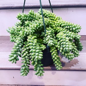 May include: A hanging planter filled with a green succulent plant with long, trailing stems. The plant is in a black plastic pot.