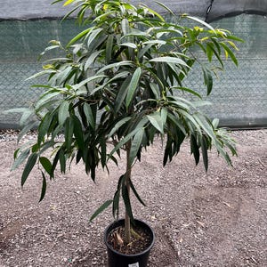 3-4 ft Ficus maclellandii (common name Alii fig or banana-leaf fig) -Ships in growers pot- 1 stem standard form