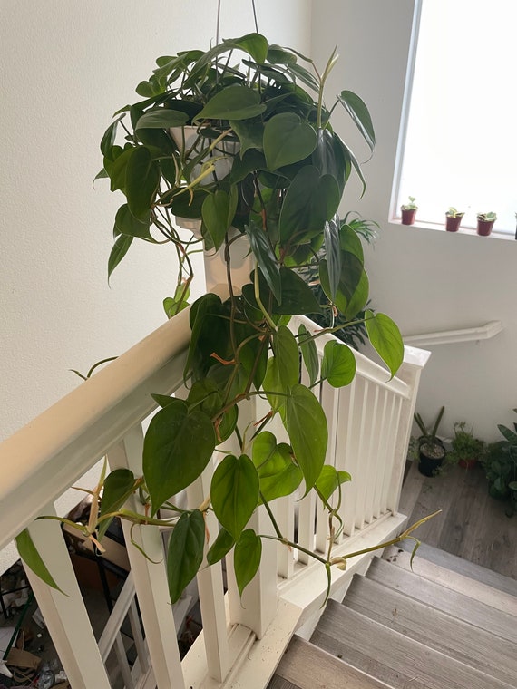 Xl-2ft Trails -6 " Philodendron Cordatum Heartleaf Green, Heart Shaped  Leaves, Live Indoor Tropical Plant-similar to Photo Not Exact - Etsy