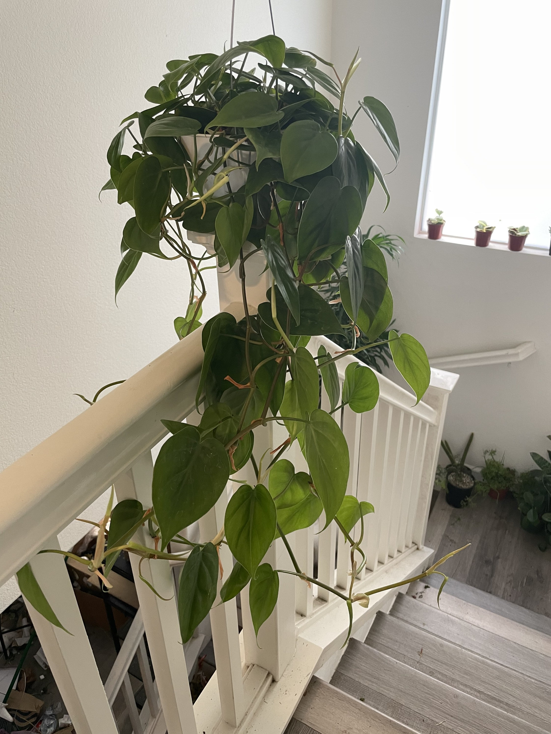 Xl-2ft Trails -6 " Philodendron Cordatum Heartleaf Green, Heart Shaped  Leaves, Live Indoor Tropical Plant-similar to Photo Not Exact - Etsy