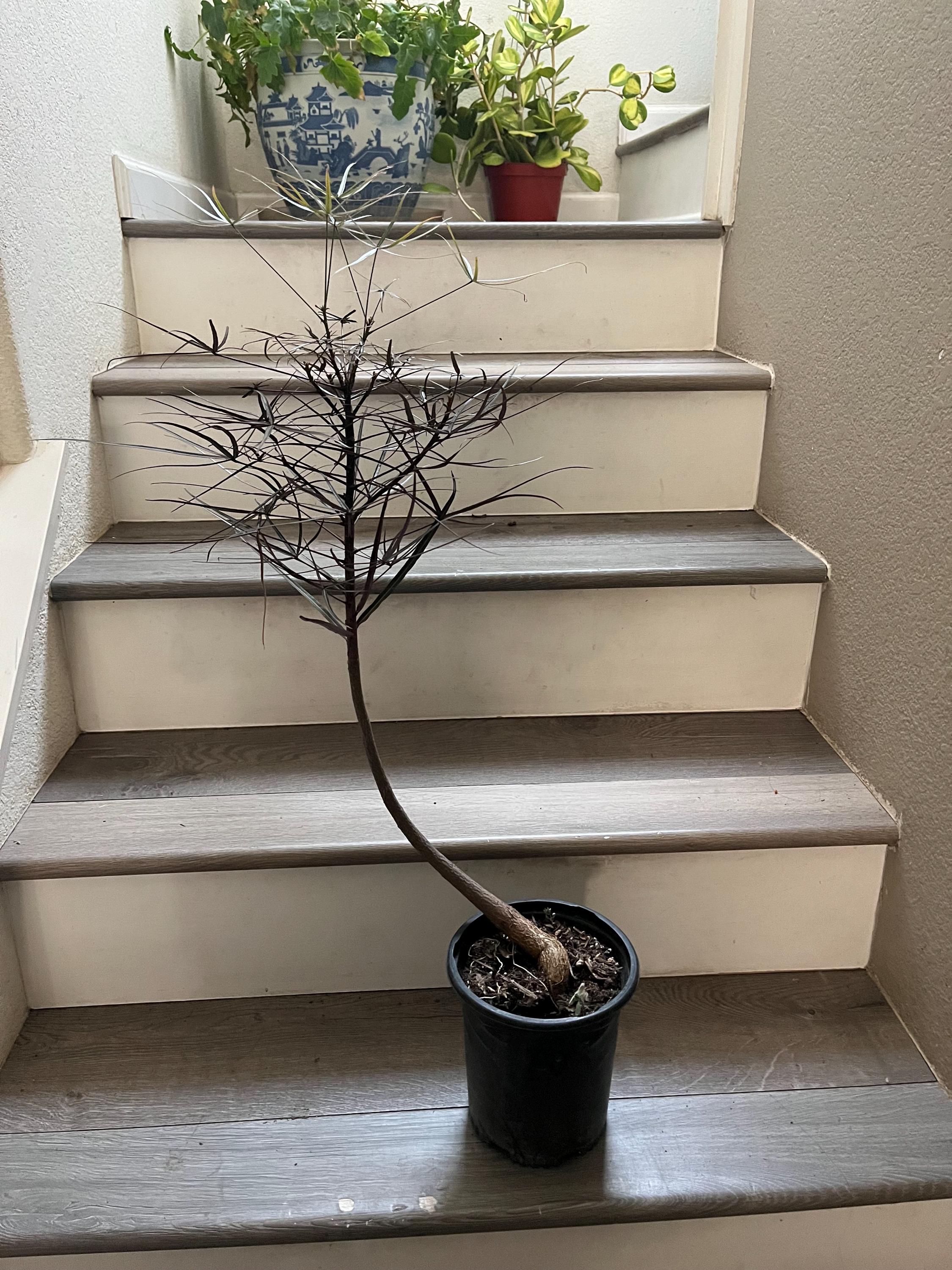 samen bonsai Set mit 10 Bonsai zum Pflanzen  Komplettbox mit Samen, Tpfen, Werkzeug &  Anleitung  Einfaches Indoor-Pflanzset  Geschenkidee fr Gartenliebhaber   Cultivea