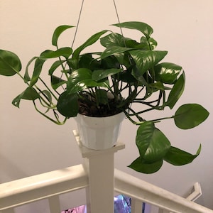 6 inch potted Jade Pothos- Air purfier-similar to picture