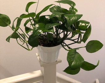 6 inch potted Jade Pothos- Air purfier-similar to picture